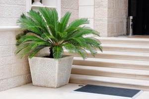Palma Cycas revoluta Sagowiec odwinięty P9