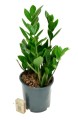 zamioculcas.jpg
