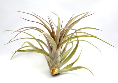capitata xl  1.jpg