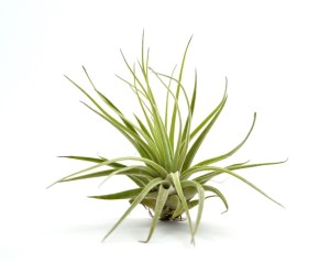 Airplant, Tillandsia OAXACANA L ~11 cm