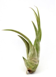 Airplant, Tillandsia CIRCINATA S~ 8-9 cm 