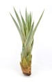 fusciculata r.jpg