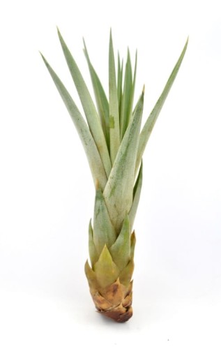 fusciculata r.jpg