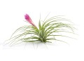 stricta 2.jpg