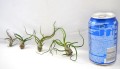 bulbosa razem.jpg