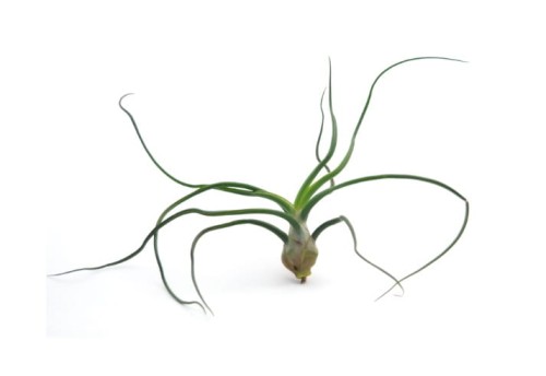 Tillandsia Bulbosa – oplątwa o bulwiastej podstawie