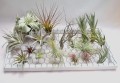 Airplants zestaw Tillandsia dekoracyjne rośliny 10 sztuk