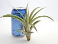 capitata xl pucha.jpg