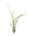 Tillandsia Butzii – roślina powietrzna bez ziemi