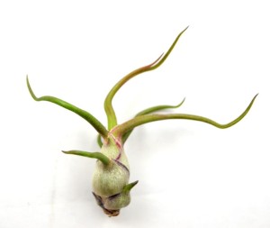 Tillandsia BULBOSA Mini · 5-6 cm 