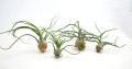 bulbosa grupowe.jpg