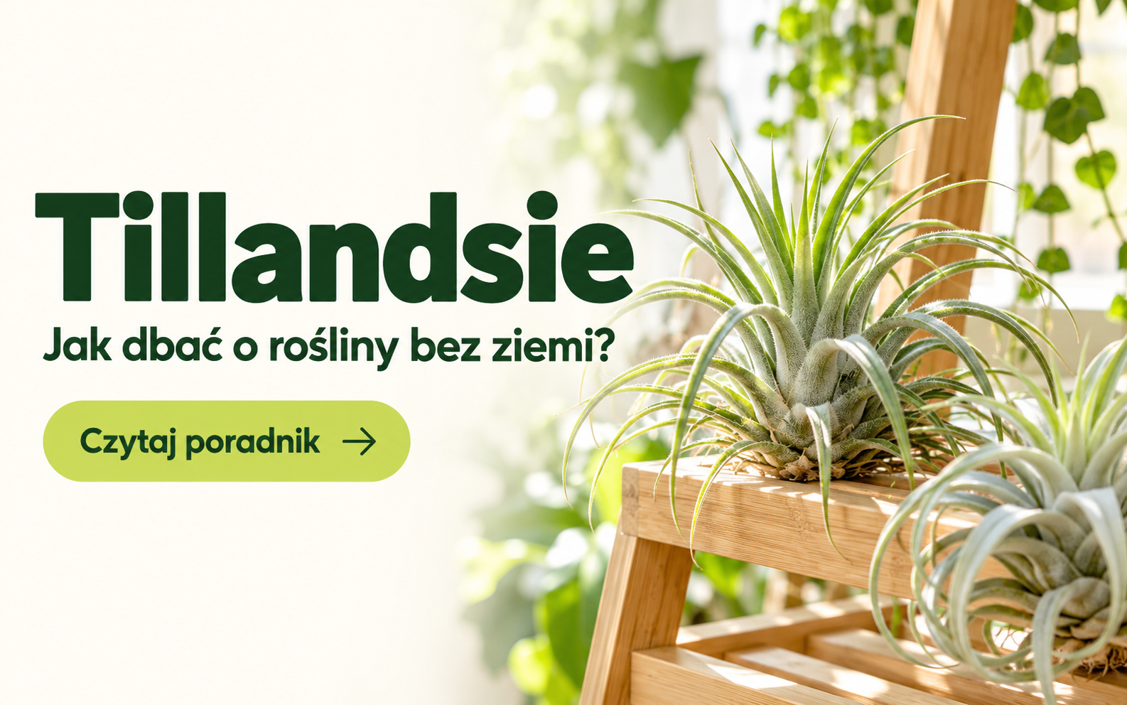 Tillandsie (oplątwy) — jak dbać o rośliny bez ziemi?